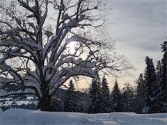 Baum+im+Schnee