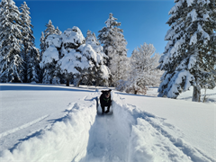 Hund+im+Schnee