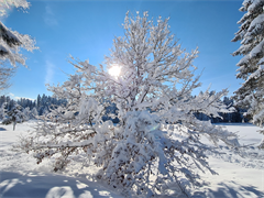 Baum+im+Schnee